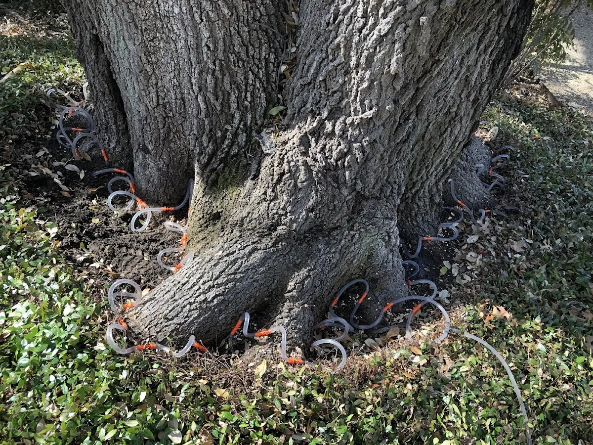 Detailed Tree Cabling and Bracing job site in Sewell