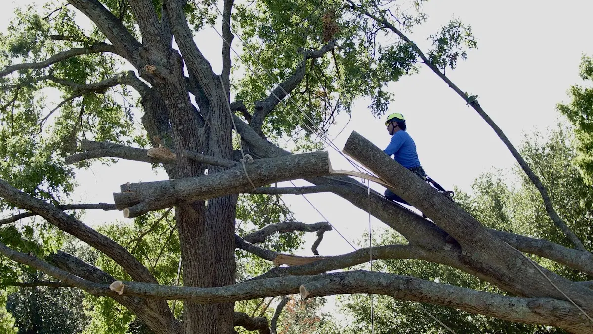 Professional Crown Thinning performed by certified arborists in Sewell